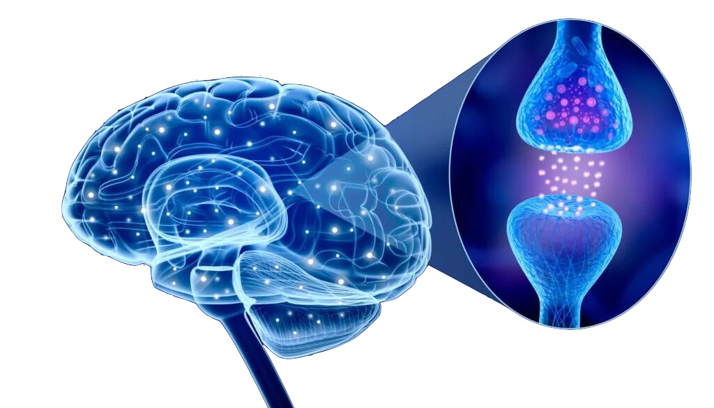 NEUROSCIENTIFIC MINDFULNESS